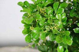 米兰叶子上有黄斑点，米兰叶子黄是怎么回事