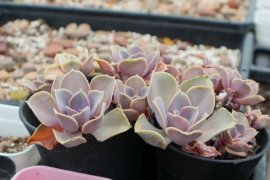 紫珍珠叶片水培方法