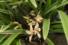 兰花缺肥的症状（附缺肥处理方法）