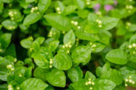 茉莉花怎么养殖