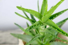 芦荟叶子发黄是咋回事