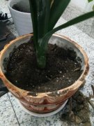 君子兰不开花的原因