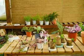 20厘米室内飘窗，也能养成大花园，一年到头花开