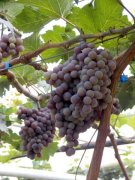 <b>葡萄的品种有哪些？早熟品种葡萄图片</b>