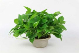 绿萝夏天怎么养