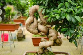 人参榕适合放在卧室吗？