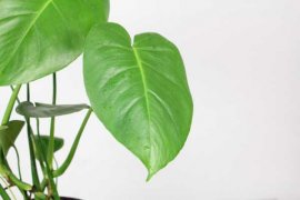 龟背竹叶子小怎么回事，怎么解决