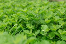 艾草种植方法，艾草的图片