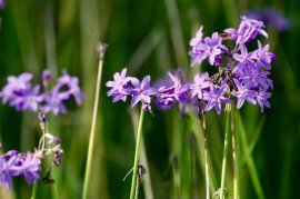 紫娇花常见虫害及防治方法